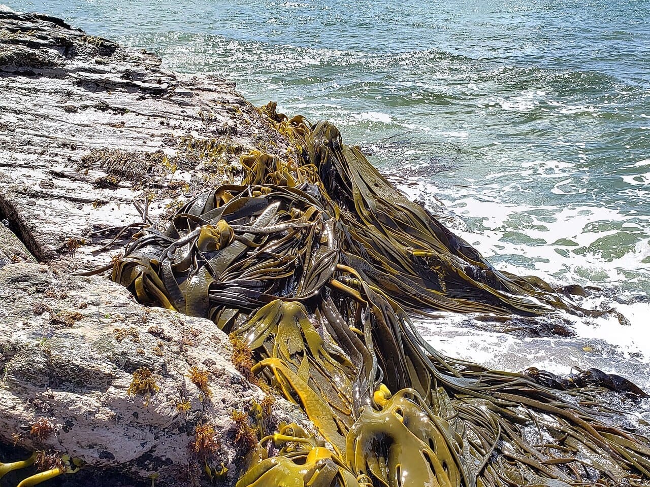 Southern Bull Kelp off the coast of Otago